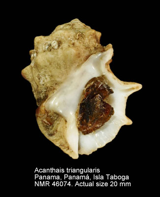Acanthais triangularis.jpg - Acanthais triangularis(Blainville,1832)